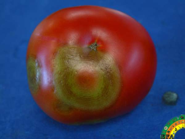 TSWV (Virus del bronceado del tomate) - tomate_3.jpg
